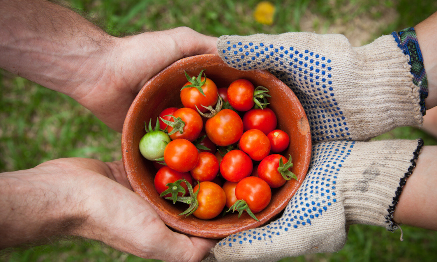 Two sets of hands holding a bowl of cherry tomatoes 