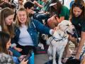  Students with a therapy dog 