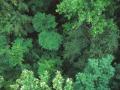 An aerial view of the top of green trees