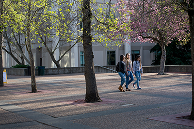 Three students walking amongst the trees on campus