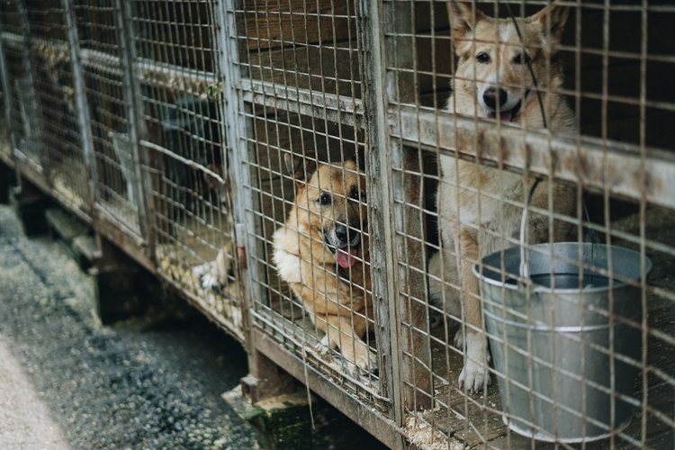 Dogs in kennels at an animal shelter