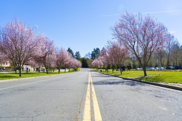 Road with cherry blossom trees 