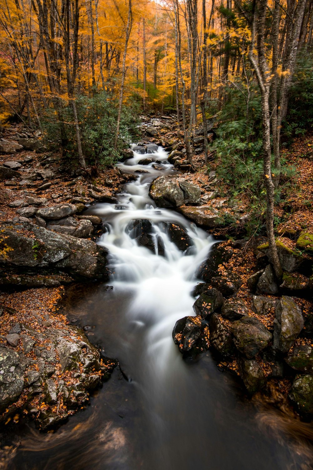 A creek waterfall in a leafy forest