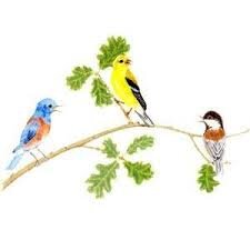 Illustration of three colorful birds on an oak branch 