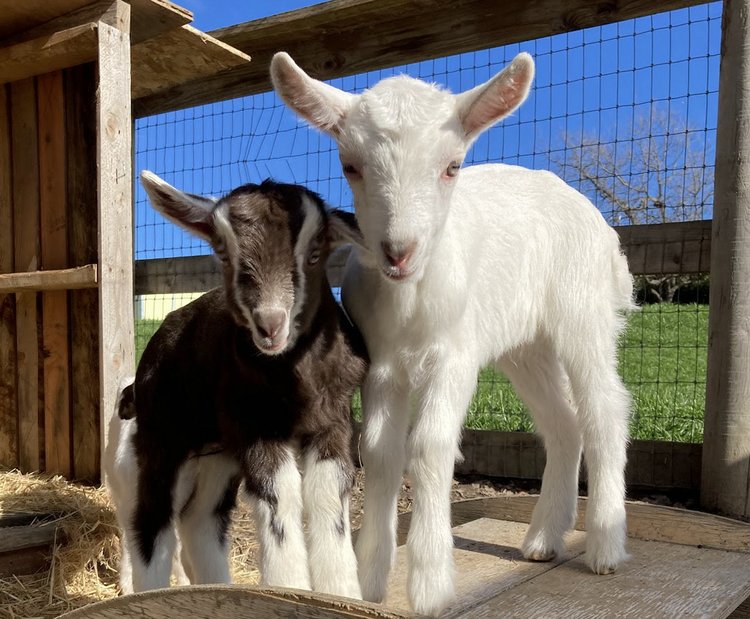 A pair of baby goats