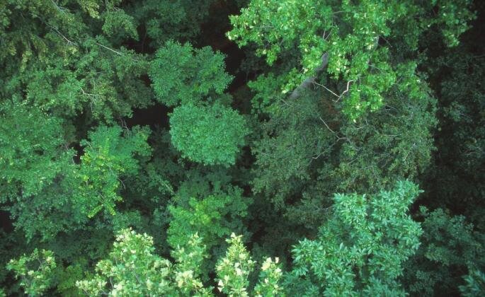 An aerial view of the top of green trees