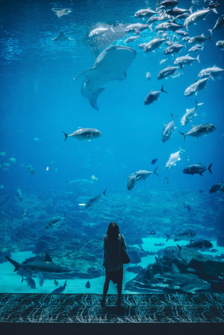 Someone looking at a fish display at the Monterey Bay Aquarium