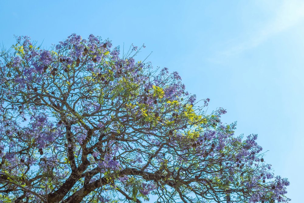 A tree with purple blooms