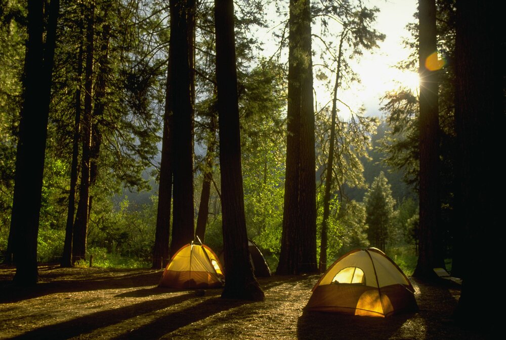 Two yellow tents in a heavily wooded forest