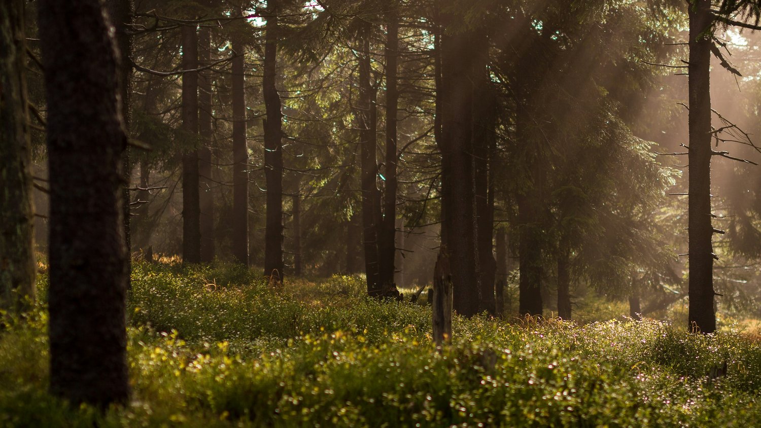 Light spilling through the trees of a forest