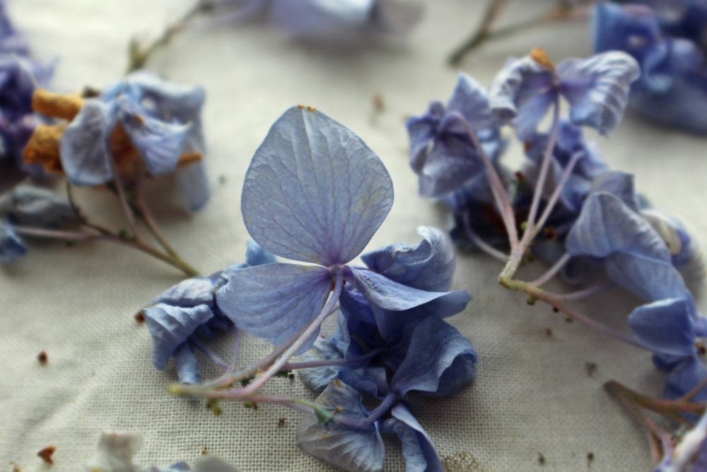 Dried purple flowers