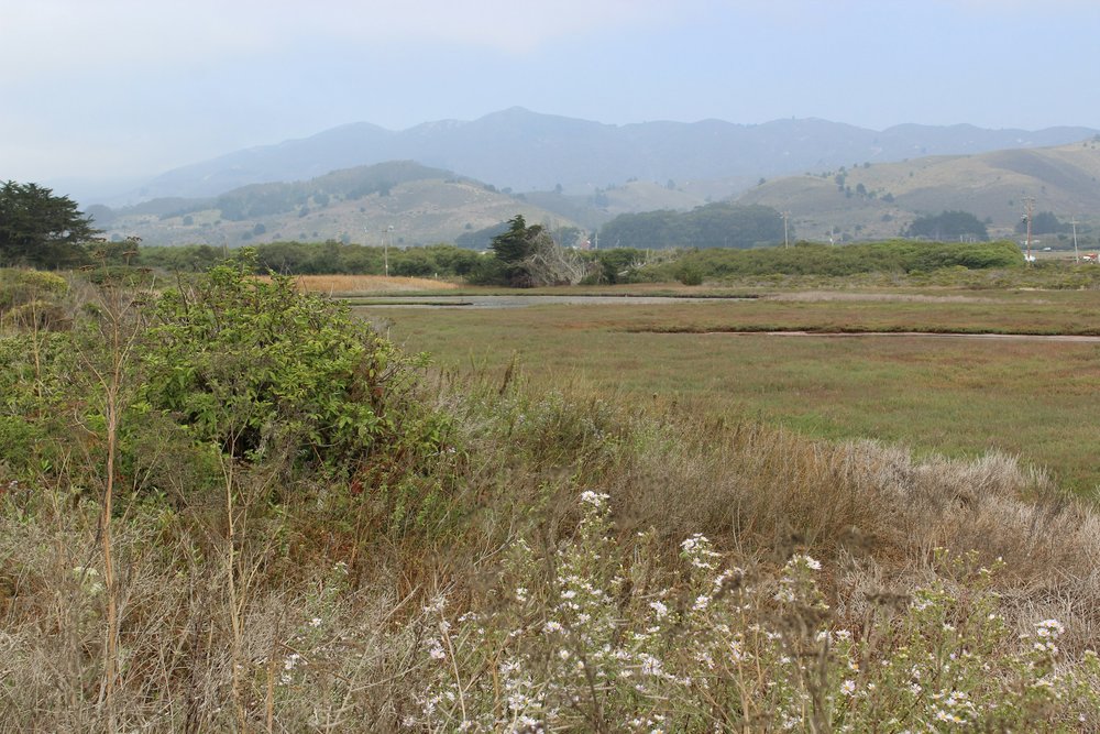 A foggy field of plants 