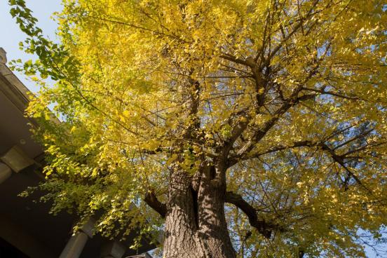 Tree with yellow leaves