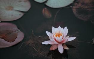 A lotus flower in water surrounded by lily pads