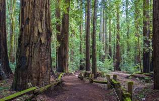 Redwood trees