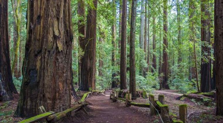 Redwood trees