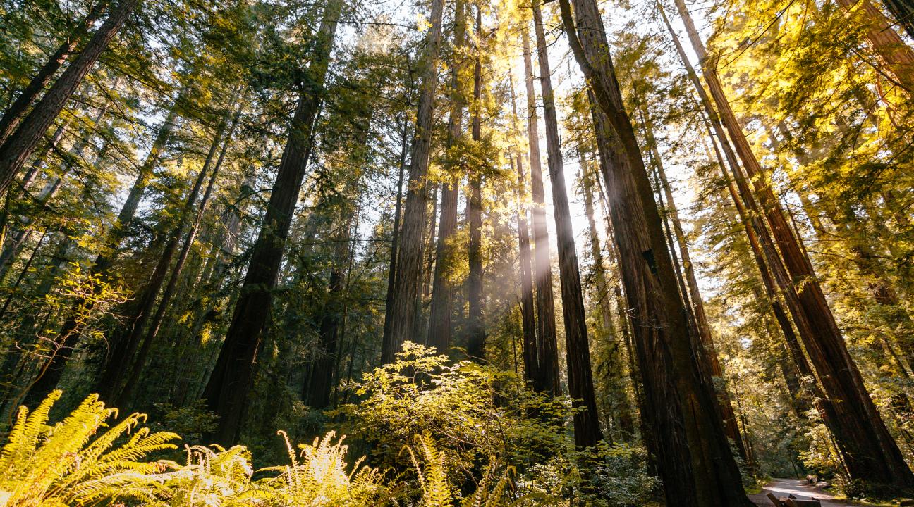Redwood trees