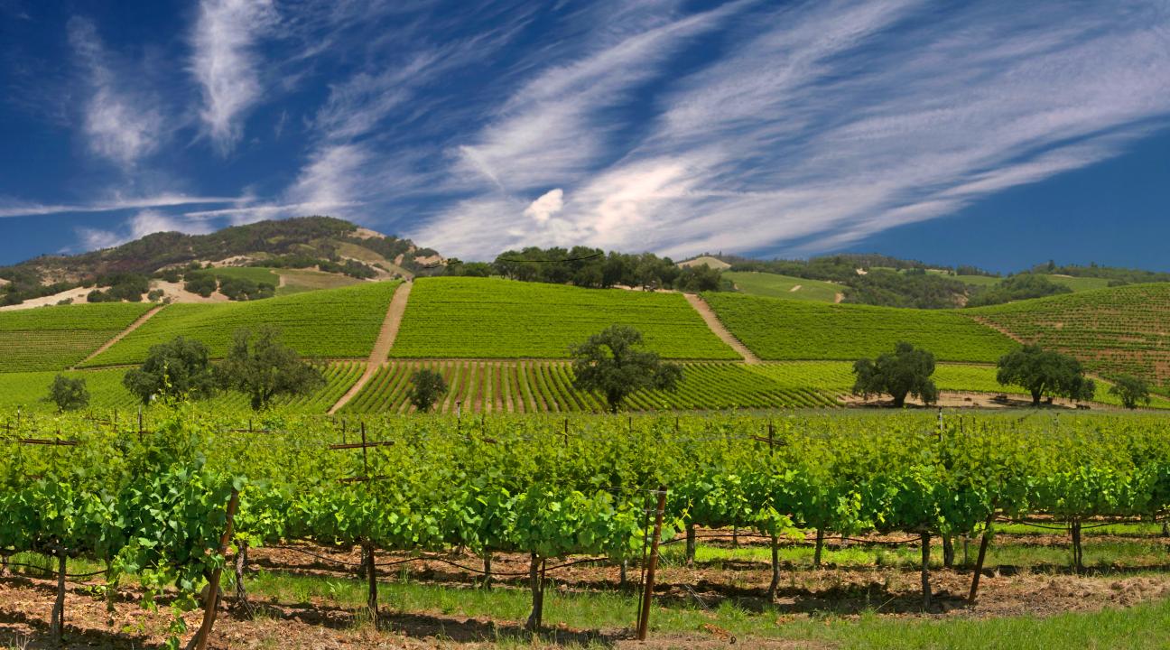 Sonoma Vineyards