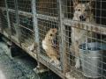 Dogs in kennels at an animal shelter