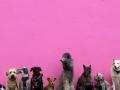 a variety of dog breeds sitting in a row in front of a pink wall