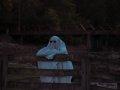 A ghost leaning on a wood fence