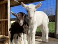 A pair of baby goats