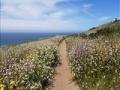 A coastal hiking path featuring flowers in the foreground and wispy clouds in the background