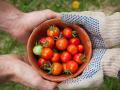 Two sets of hands holding a bowl of cherry tomatoes 