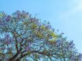 A tree with purple blooms