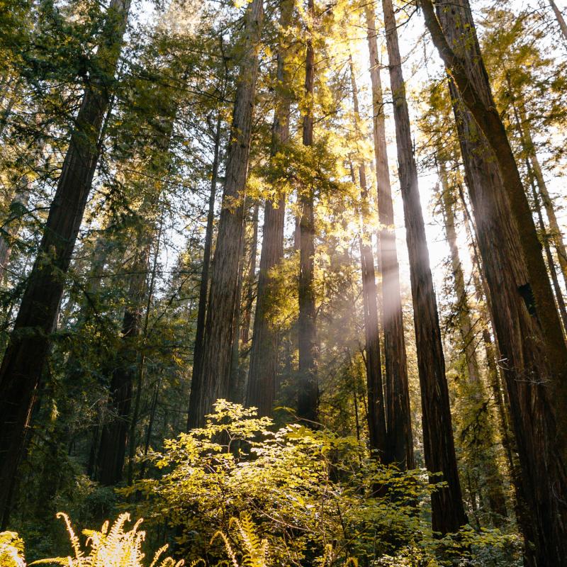 Redwood trees