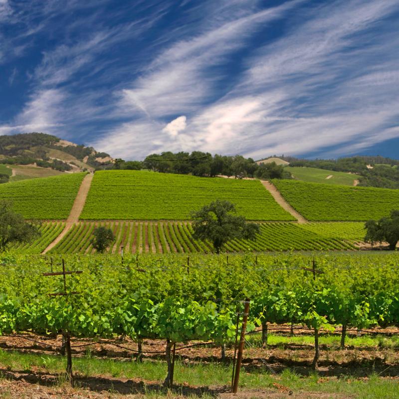 Vineyards and blue sky and clouds