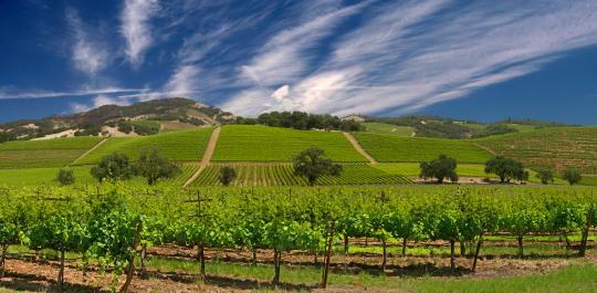 Sonoma Vineyards